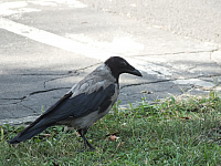 18.08.2012 16:32:50
Fujifilm FinePix HS20EXR
Budapest (Heimfahrt)
Rumänien 2012
Rumänien