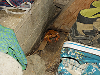 07.08.2012 21:34:17
07.08.2012
Rumänien 2012
Rumänien
Galerie