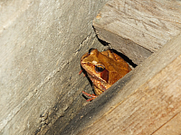 07.08.2012 21:37:32
07.08.2012
Rumänien 2012
Rumänien
Galerie