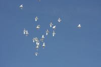 12.06.2015 16:40:30
Friedensfest 2015
Grundschule Garching West
Garching
Galerie