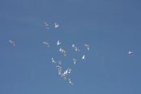 12.06.2015 16:40:31
Friedensfest 2015
Grundschule Garching West
Garching
Galerie