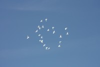 12.06.2015 16:40:32
Friedensfest 2015
Grundschule Garching West
Garching
Galerie