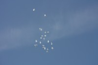 12.06.2015 16:40:47
Friedensfest 2015
Grundschule Garching West
Garching
Galerie