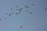 12.06.2015 16:40:51
Friedensfest 2015
Grundschule Garching West
Garching
Galerie