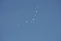 12.06.2015 16:41:09
Friedensfest 2015
Grundschule Garching West
Garching
Galerie