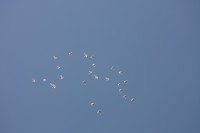 12.06.2015 16:44:24
Friedensfest 2015
Grundschule Garching West
Garching
Galerie