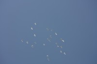 12.06.2015 16:44:25
Friedensfest 2015
Grundschule Garching West
Garching
Galerie