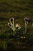25.04.2013 18:58:18
Kuhschellen
Garchinger Umland
Garching
Galerie