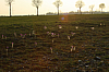 25.04.2013 19:02:55
Kuhschellen
Garchinger Umland
Garching
Galerie