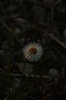 25.04.2013 20:00:29
Kuhschellen
Garchinger Umland
Garching
Galerie
