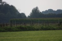 10.09.2014 15:51:10
Der Habichtweg bei Eicherloh
Garchinger Umland
Garching
Galerie