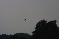 10.09.2014 15:51:25
Der Habichtweg bei Eicherloh
Garchinger Umland
Garching
Galerie