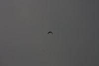 10.09.2014 15:51:33
Der Habichtweg bei Eicherloh
Garchinger Umland
Garching
Galerie