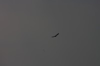 10.09.2014 15:51:38
Der Habichtweg bei Eicherloh
Garchinger Umland
Garching
Galerie