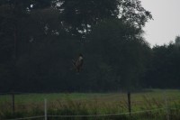 10.09.2014 15:55:05
Der Habichtweg bei Eicherloh
Garchinger Umland
Garching
Galerie