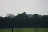 10.09.2014 15:55:06
Der Habichtweg bei Eicherloh
Garchinger Umland
Garching
Galerie