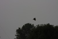 10.09.2014 15:55:24
Der Habichtweg bei Eicherloh
Garchinger Umland
Garching
Galerie