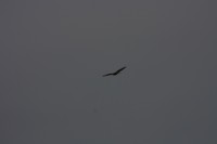 10.09.2014 15:55:31
Der Habichtweg bei Eicherloh
Garchinger Umland
Garching
Galerie