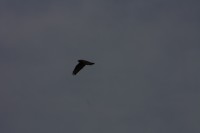 10.09.2014 15:55:53
Der Habichtweg bei Eicherloh
Garchinger Umland
Garching
Galerie