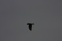 10.09.2014 15:55:57
Der Habichtweg bei Eicherloh
Garchinger Umland
Garching
Galerie