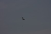 10.09.2014 15:57:13
Der Habichtweg bei Eicherloh
Garchinger Umland
Garching
Galerie