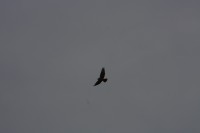 10.09.2014 15:59:38
Der Habichtweg bei Eicherloh
Garchinger Umland
Garching
Galerie