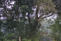 10.09.2014 16:25:25
Der Habichtweg bei Eicherloh
Garchinger Umland
Garching
Galerie