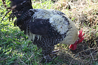 25.09.2016 16:21:02
Tipiplatz/Schrottkirche
Langwied
Garchinger Umland
Garching